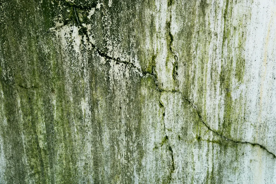 mold remediation Charlotte North Carolina — visible mold on wall being treated